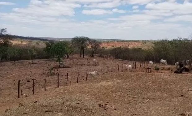 De julho até dezembro, o prejuízo foi de R$ 770,5 milhões na produção de carne, leite e derivados. (Foto - Emater)