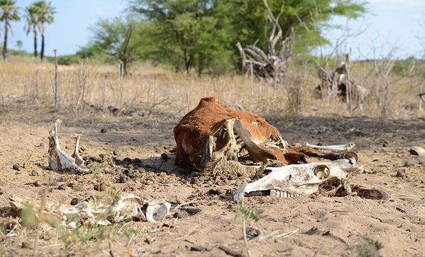 Estiagem já coloca 131 municípios em situação de emergência com milhares de mortes de cabeças de gado na Região Semiárida. (foto - LBV)