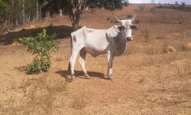 Crédito emergencial será concedido de acordo com o enquadramento de renda do produtor. (Foto - Emater/MG)