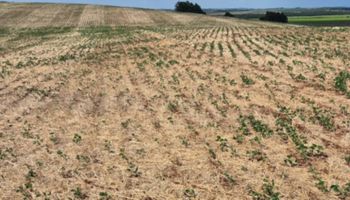 Estiagem já torna solo "extremamente" seco em 40% das áreas agrícolas do país