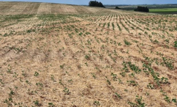 Estiagem já torna solo "extremamente" seco em 40% das áreas agrícolas do país