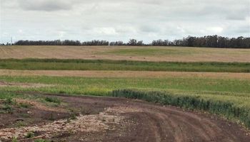La falta de lluvias afecta los rindes del trigo en el sudeste bonaerense