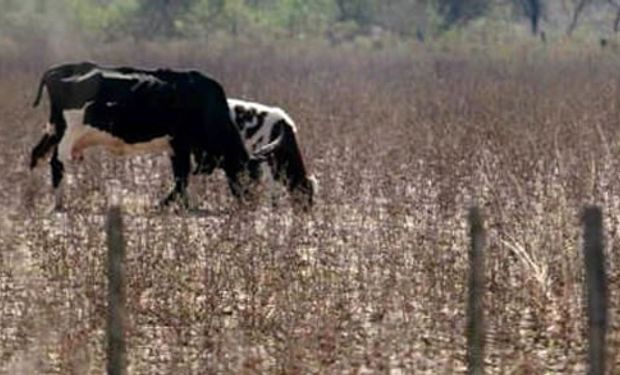 Provincia llama a emergencia agropecuaria por el impacto de la sequía
