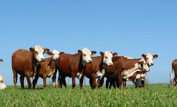La primavera seca anticipa resultados deficitarios para la ganadería: qué postura toman los productores