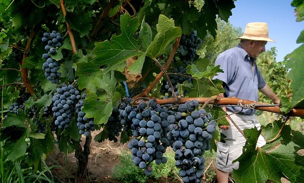 Bodegas piden asistencia para evitar despidos