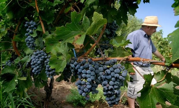 La Rioja, Catamarca, Salta, Río Negro, Neuquén, La Pampa y Córdoba suman 1.542.000 quintales de uva.