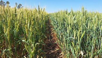 Sin dólares: las lluvias llegaron tarde para el trigo, que tendría la segunda peor cosecha en 8 años