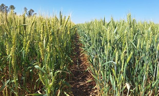 Sin dólares: las lluvias llegaron tarde para el trigo, que tendría la segunda peor cosecha en 8 años