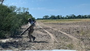 Sequía, temperaturas extremas, y ahora insectos: la desesperación de una localidad santiagueña que teme perder sus cultivos