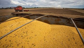 Soja, trigo y maíz: cómo impactó el informe del USDA sobre los precios del mercado de granos local