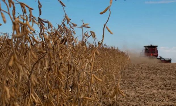Soja, trigo y maíz: estiman que ingresarían U$S 3331 millones menos en 2023