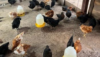 Récord histórico en la demanda de huevo: el consumo per cápita fue de 380 unidades