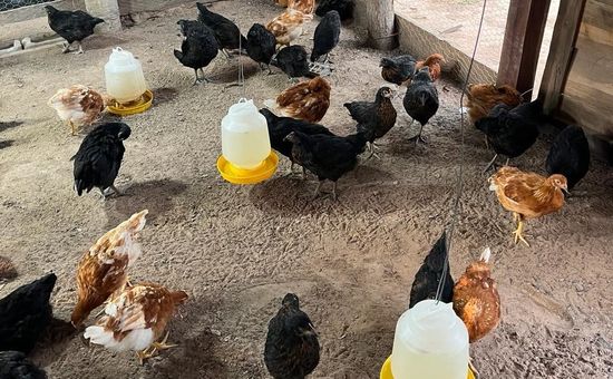 Durante el primer semestre del año, el consumidor marcó un hito; la producción fue de 385 unidades por persona