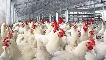 Alerta a Europa un nuevo brote de gripe aviar