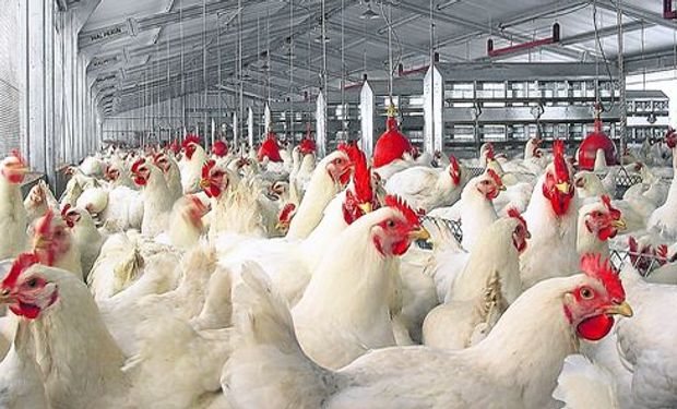 Hasta el momento, ningún humano ha resultado contagiado por este nuevo brote de gripe aviar.