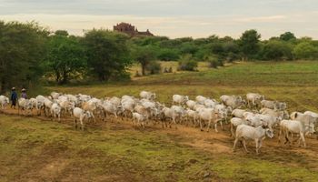 Seguro pecuário bate recorde, mas cobertura do rebanho bovino ainda é limitada