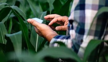 Tecnologia leva "homeopatia" à doença crônica do seguro rural