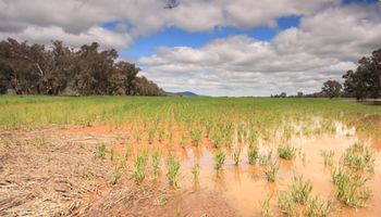 Rio Grande do Sul tem três mil apólices de seguro rural com sinistros após enchentes