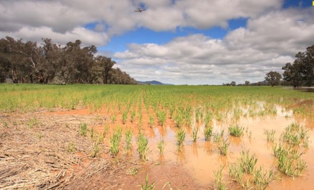 Rio Grande do Sul tem três mil apólices de seguro rural com sinistros após enchentes