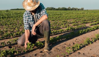 Corte de R$ 445 milhões do seguro rural gera reação do agro e acirra tensão com o governo