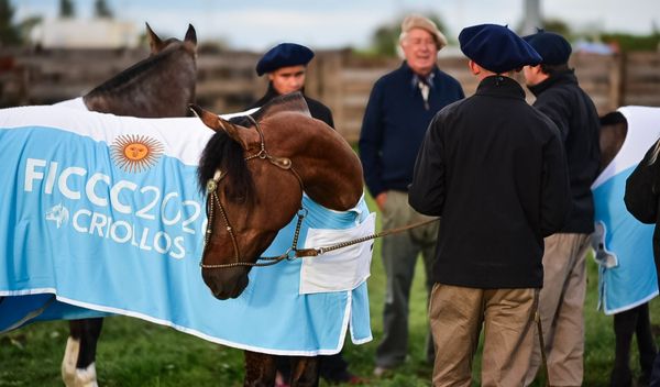 caballos argentinos