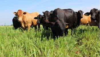 O que muda com o selo de carne baixo carbono lançado pela Embrapa