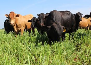O que muda com o selo de carne baixo carbono lançado pela Embrapa