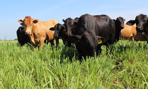 O que muda com o selo de carne baixo carbono lançado pela Embrapa