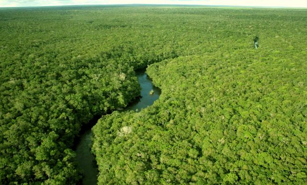 Las selvas cubren un 30% de la superficie del planeta y son el hogar de unos 350 millones de indígenas.
