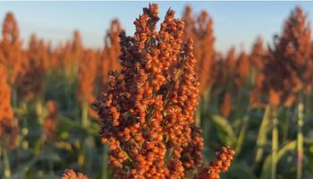 Produtores de Sorgo, no interior de SP, comemoram dobro da produtividade