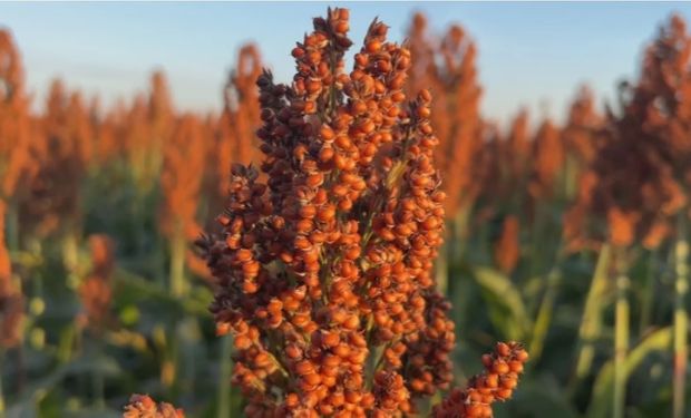 Produtores de Sorgo, no interior de SP, comemoram dobro da produtividade