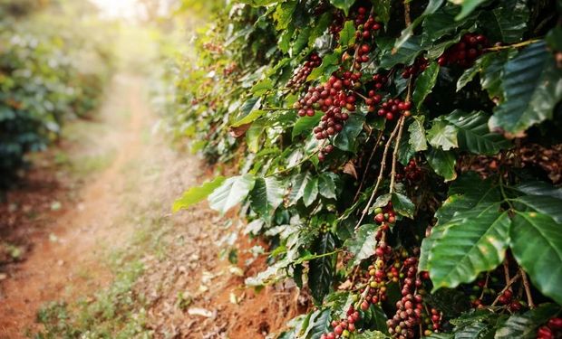 Commodities causam disparada do preço de terras agrícolas no Brasil