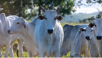 Exportações de carne bovina batem recorde, apesar do tarifaço dos EUA