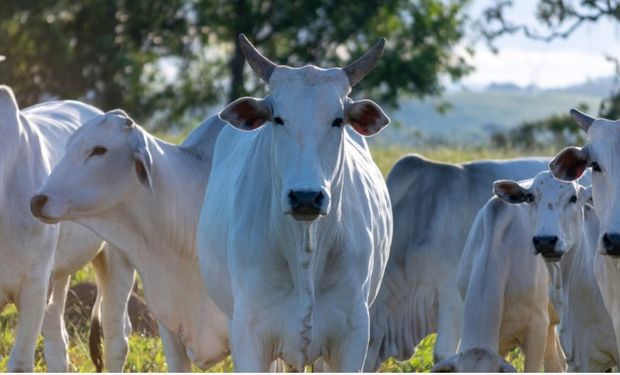 Exportações de carne bovina batem recorde, apesar do tarifaço dos EUA