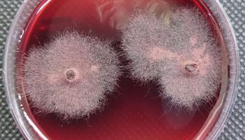 Embrapa descobre substância inédita para bioinsumos agrícolas