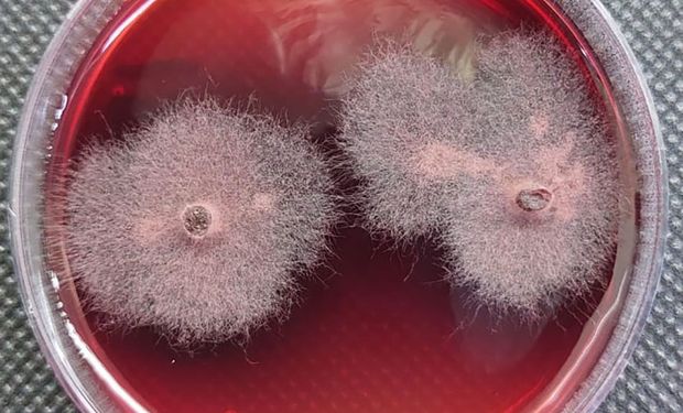 Embrapa descobre substância inédita para bioinsumos agrícolas