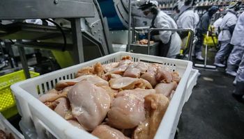 Produção de frango pode bater recorde com 15,86 milhões de toneladas