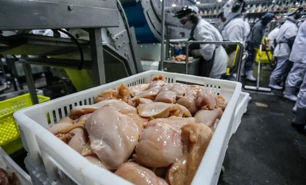 Produção de frango pode bater recorde com 15,86 milhões de toneladas