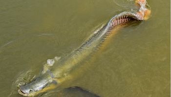 Pirarucus na Granja do Torto: o presente que virou ‘dor de cabeça’ para Lula