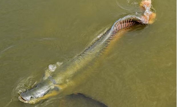 Pirarucus na Granja do Torto: o presente que virou ‘dor de cabeça’ para Lula
