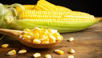 Clima ameaça segunda safra de milho e deixa produtores em compasso de espera