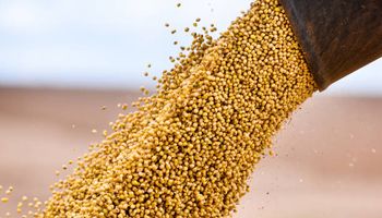 Com safra robusta, soja perde força para subir e mercado fica estável