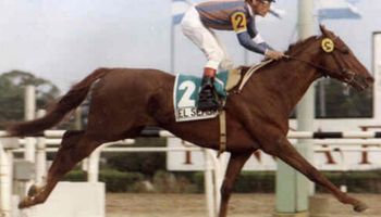 La historia del “El Sembrador”: el caballo que logró un "Maracanazo”