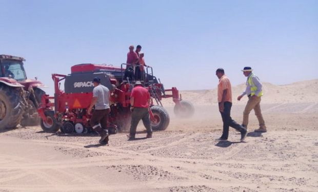 Sembradora argentina en Egipto.