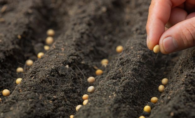 Mercado global de sementes foi avaliado em US$ 63 bilhões em 2021 e deve crescer a uma taxa de 6,6% ao ano até 2026.