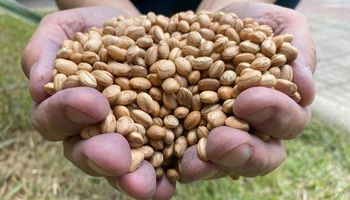 Produção nacional de feijão bate novo recorde e alcança 3,5 milhões de toneladas