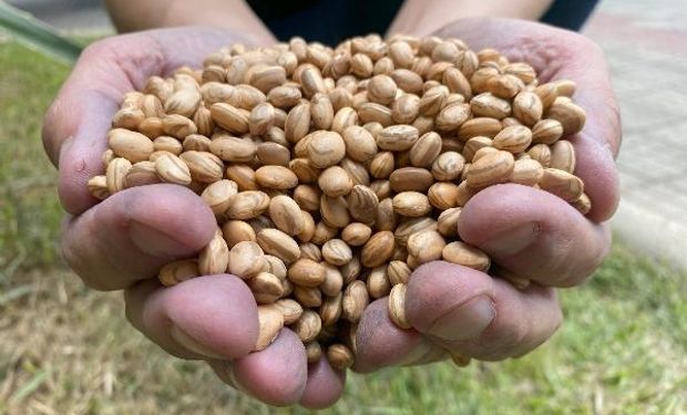 Produção nacional de feijão bate novo recorde e alcança 3,5 milhões de toneladas