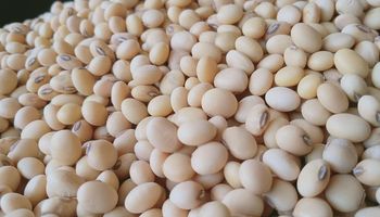 Como Mato Grosso caminha para zerar o mercado ilegal de sementes?