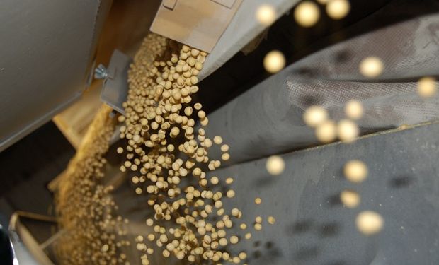 El sector semillero produce 900 mil toneladas.