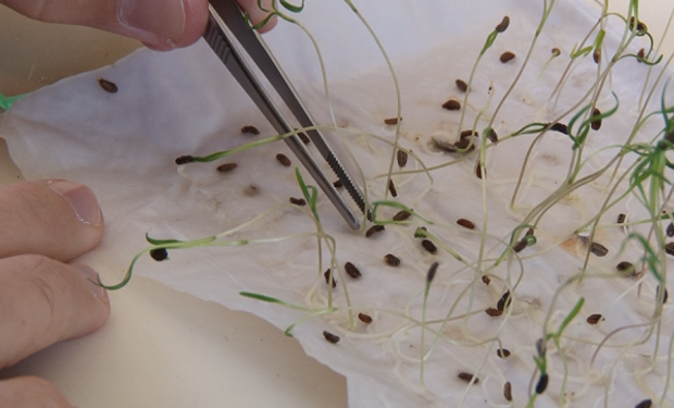 El rol del laboratorio de análisis de semillas en la cadena productiva